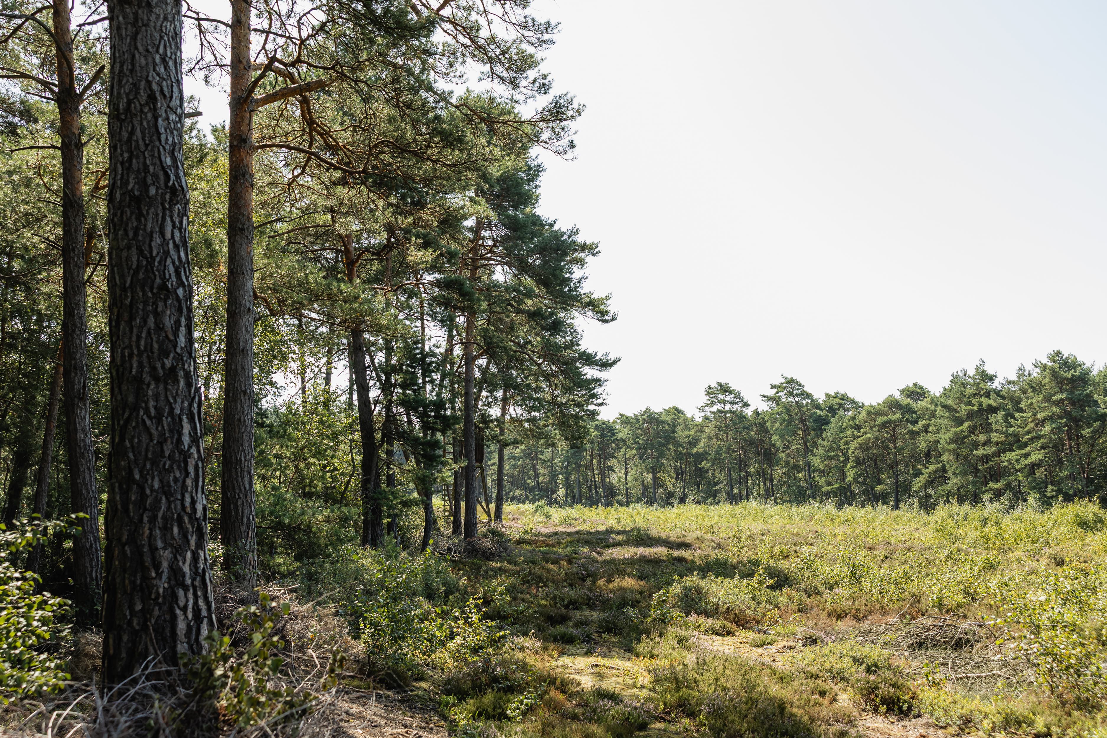 2025_08_Bergwald Projekt Moor-18.jpg